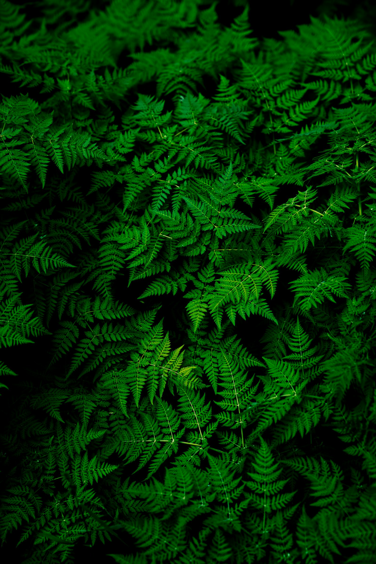 Essenziale — fotografia dimostrativa 1